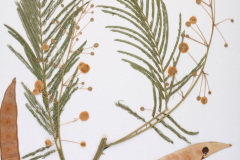 Plant-illustration-of-Climbing-wattle