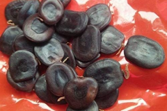 Seeds-of-Climbing-wattle