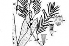 Sketch-of-Climbing-wattle