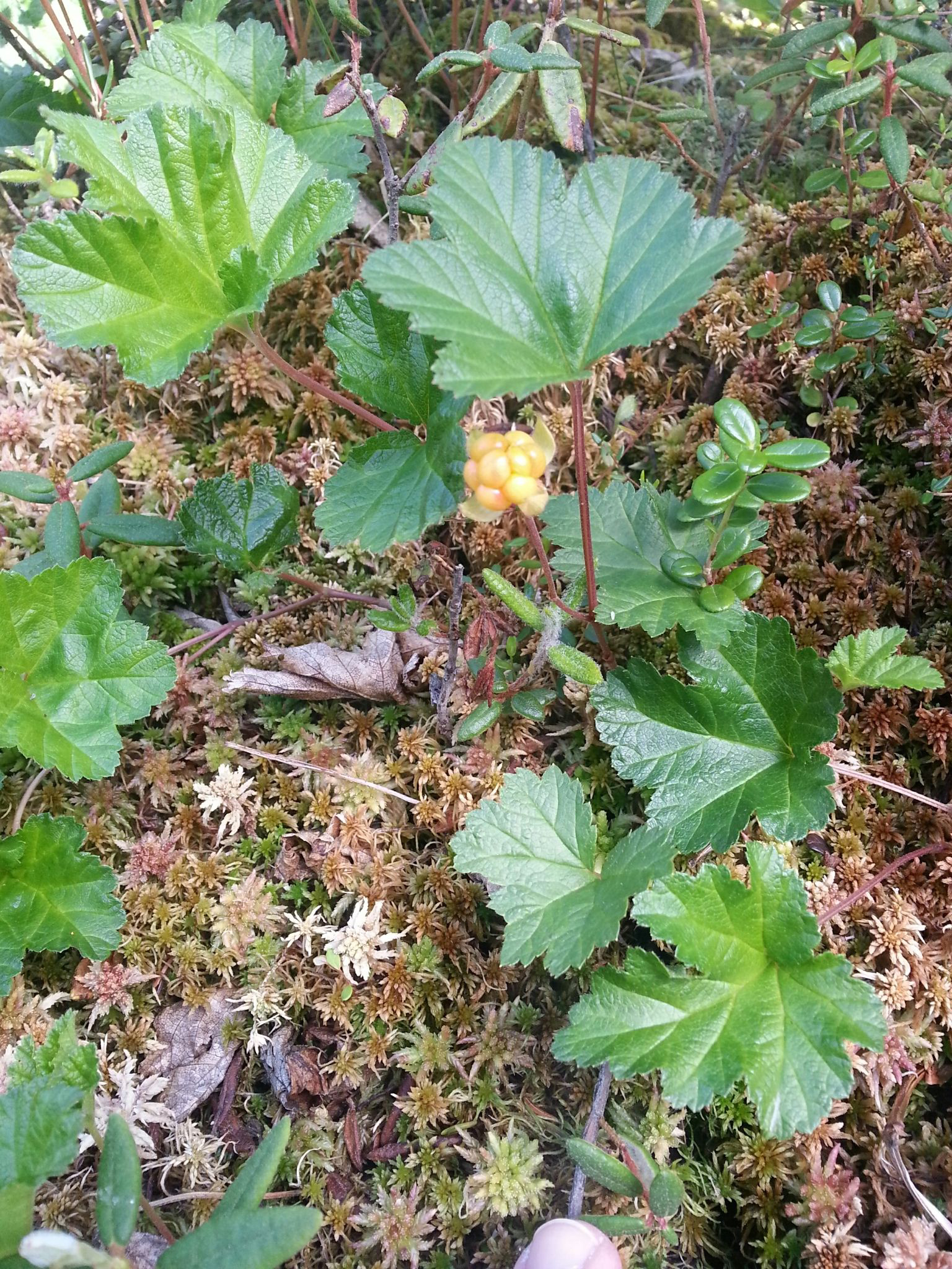 Cloudberry-leaves