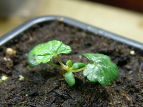 Cloudberry-seedlings