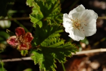 Cloudberry-flower