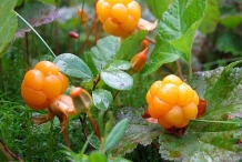 Cloudberry-fruit