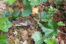 Cloudberry-leaves