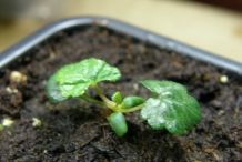 Cloudberry-seedlings