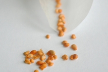 Cloudberry-seeds