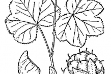 Drawing-of-Cloudberry