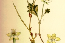 Illustration-of-Cloudberry