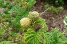 Unripe-Cloudberry