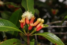 Close-up-flower-of-Cloves