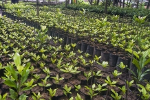 Cloves-seedlings-ready-to-plant