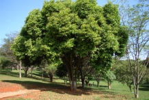 Cloves-tree