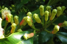 Flower-buds-of-Cloves