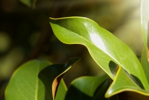 Leaves-of-Cloves