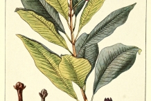 Plant-illustration-of-Cloves