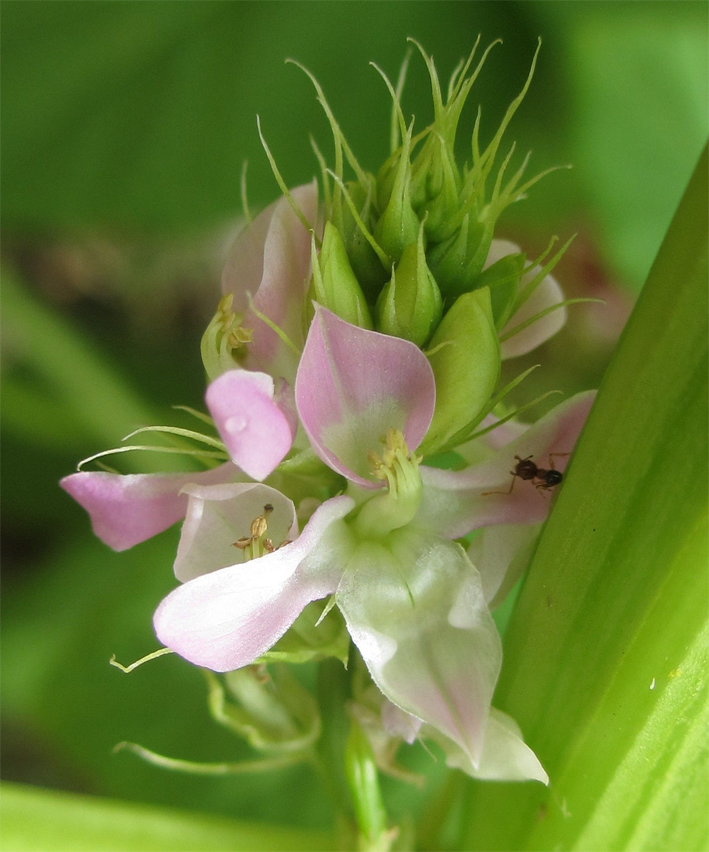 Cluster-bean-flower