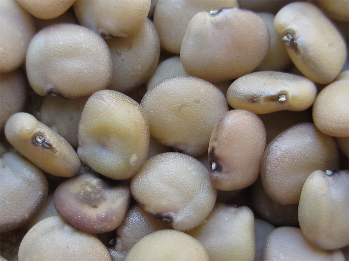 Seeds-of-Cluster-beans