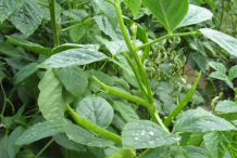 Cluster-Bean-plant