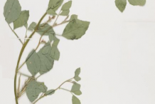 Dried-Cluster-Beans-plant