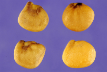 Dried-Cluster-bean-seeds
