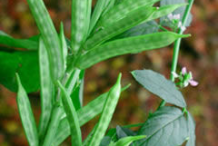 Green-Cluster-beans-on-the-plant