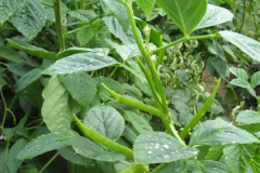 Cluster-Bean-plant