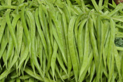 Cluster-Beans-collection