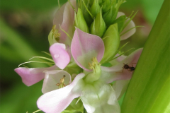 Cluster-bean-flower