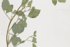 Dried-Cluster-Beans-plant