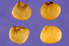 Dried-Cluster-bean-seeds