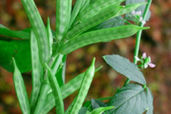 Green-Cluster-beans-on-the-plant