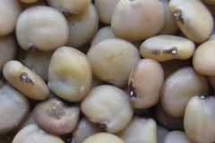 Seeds-of-Cluster-beans