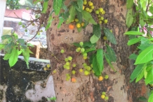 Cluster-fig-trunk