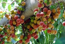 Cluster-fig-fruit