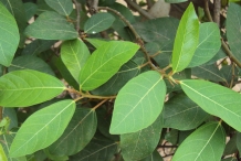 Cluster-fig-leaves