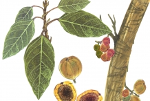Cluster-fig-plant-illustration