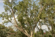 Cluster-fig-tree