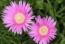 Flowers-of-Coastal-Pigface