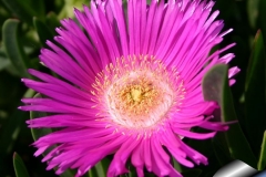 Closer-view-of-flower-of-Coastal-Pigface-