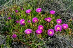 Coastal-Pigface-plant