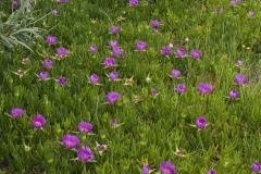 Coastal-Pigface-plants-growing-wild
