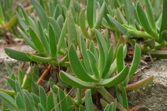 Leaves-of-Coastal-Pigface
