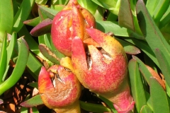 Mature-fruits-of-Coastal-Pigface