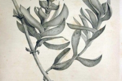 Plant-illustration-of-Coastal-Pigface