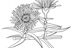 Sketch-of-Coastal-Pigface