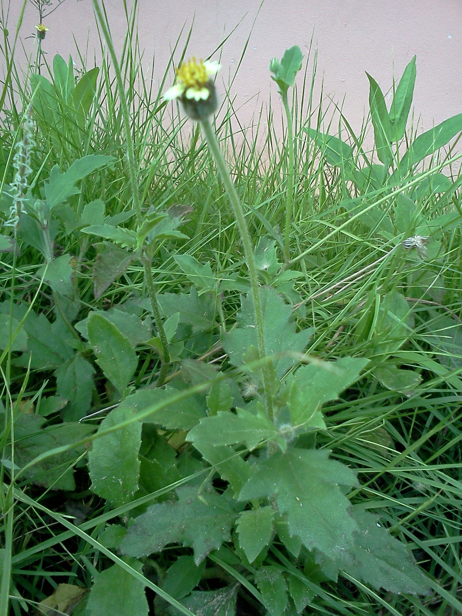 Coat-Button-plant-growing-wild