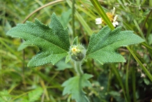Flowering-bud-of-Coat-Button