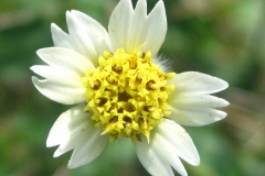 Closer-view-of-flower-of-Coat-Button