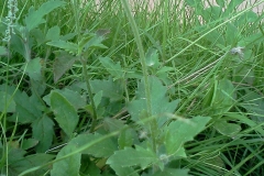 Coat-Button-plant-growing-wild