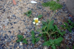 Coat-Button-plant